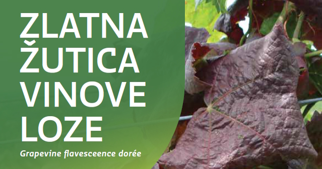 Spriječimo daljnje širenje zlatne žutice i propadanje vinograda