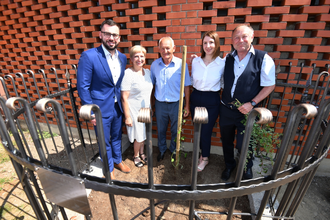 Trs koji je preživio stoljeća: Stara trta posađena u Nedelišću kao simbol povezanosti i baštine