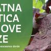 Spriječimo daljnje širenje zlatne žutice i propadanje vinograda