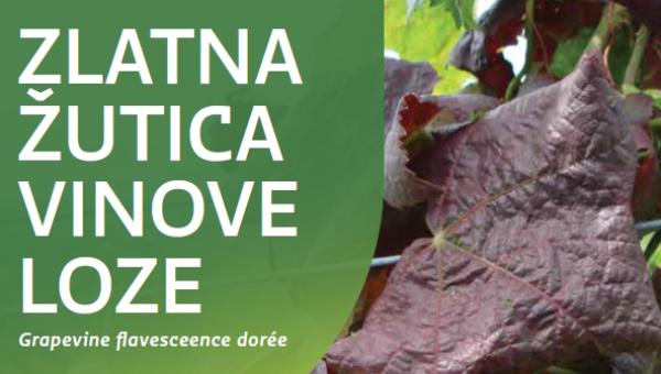 Spriječimo daljnje širenje zlatne žutice i propadanje vinograda